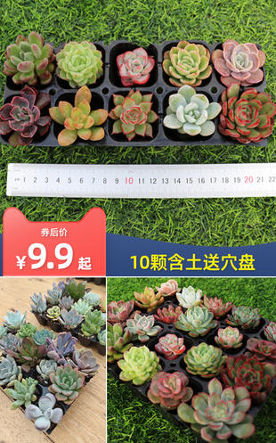 1.9元买虎年红包 8.7元买波吉手机壳新年款  第6张